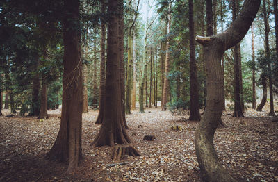 Trees in forest