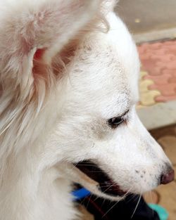 Close-up of a dog looking away