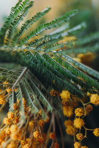 Close-up of plants