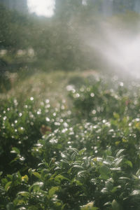 Close-up of water drops on plant