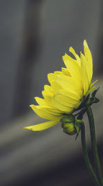 Close-up of yellow flowering plant