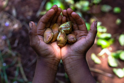 Cropped hands holding fruits over field