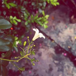 Close-up of flower blooming outdoors