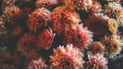 High angle view of pink flowering plants