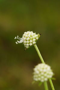 Close-up of white flowering plant