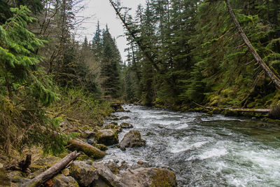 Scenic view of river in forest against sky