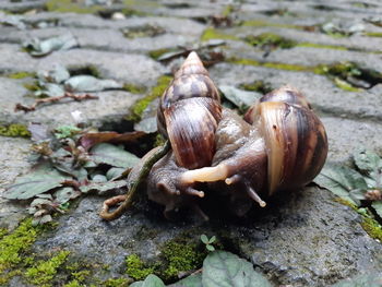 Close-up of snail on rock