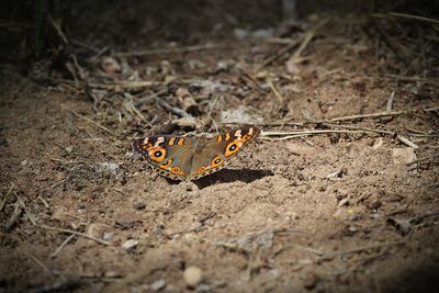 High angle view of butterfly on leaf