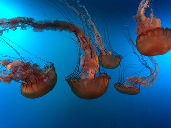 Close-up of jellyfish swimming in sea