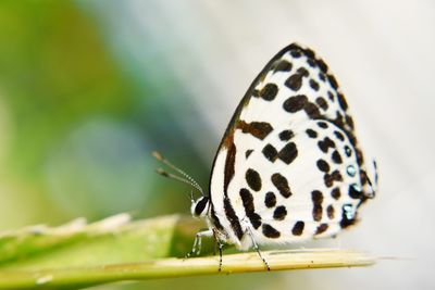 Close-up of butterfly on leaf