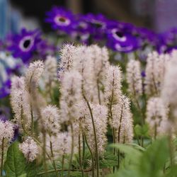 Close-up of purple flowering plant on field