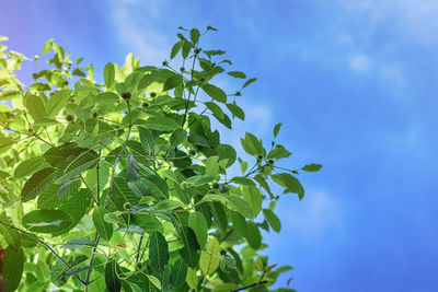 Low angle view of tree against sky