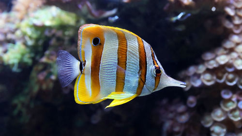 Close-up of fish swimming in sea