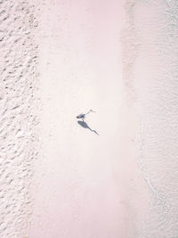 Aerial view of a grey heron on a white sandy beach in maldives