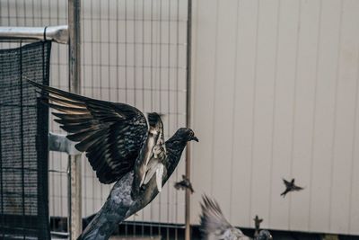 Birds flying in zoo