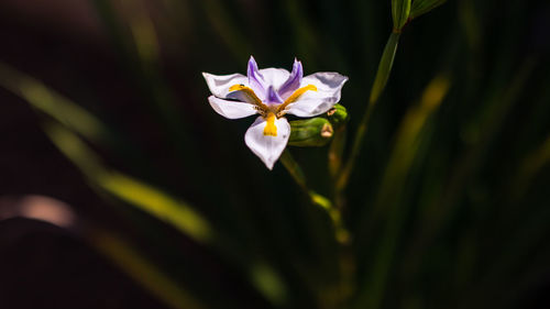 Close-up of purple flowering plant