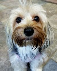 Close-up portrait of dog