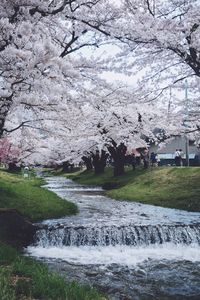 View of trees with buildings in background