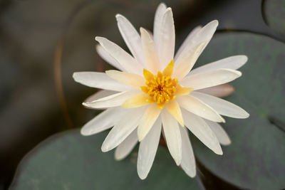 Close-up of white flower