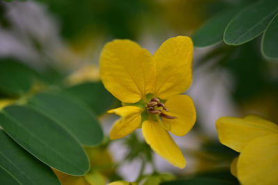 Close-up of yellow flowering plant