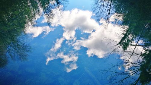 Low angle view of trees against blue sky