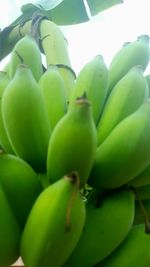 Close-up of green plant