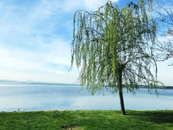 Tree by lake on field