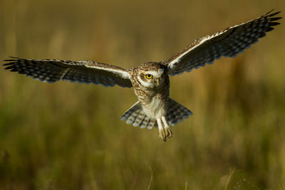 Close-up of eagle flying