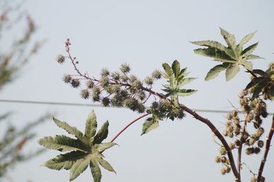 Low angle view of plant against clear sky