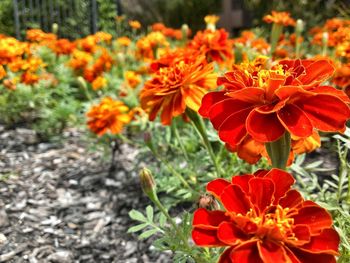 Close-up of red flowers blooming in field