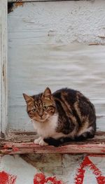 Portrait of cat sitting on wall