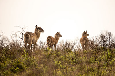 View of sheep on field against sky