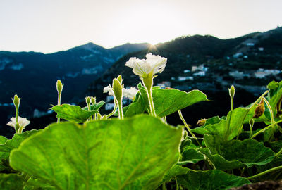 Close-up of flowering plant against sky