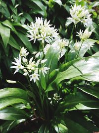 Close-up of white flowers