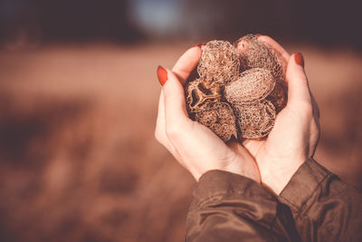 Cropped hands of woman holding seed pods