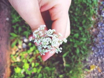 Close-up of hand holding purple flowering plant