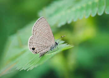 Close-up of butterfly on leaf