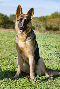 Portrait of dog sitting on field