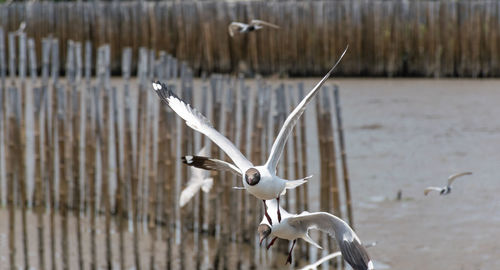 Seagulls flying over lake