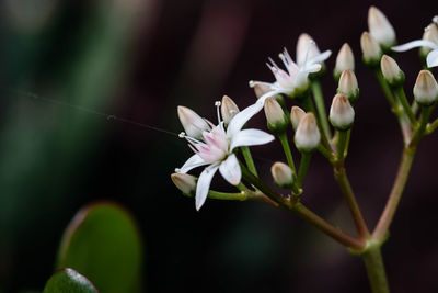 Close-up of white flowering plant