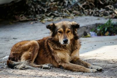 Portrait of dog sitting on beach