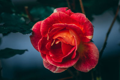 Close-up of red rose blooming outdoors