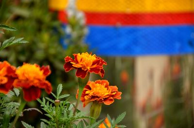 Close-up of orange flowers blooming in garden