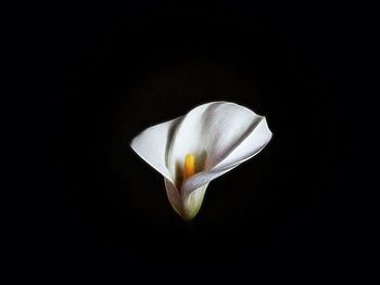 Close-up of white flower over black background