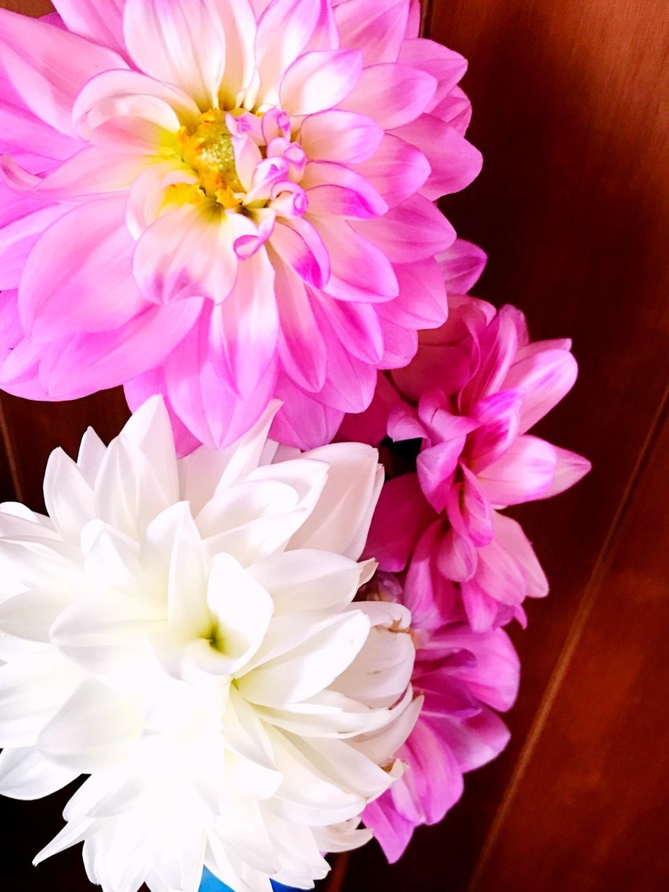 HIGH ANGLE VIEW OF PINK ROSE FLOWER