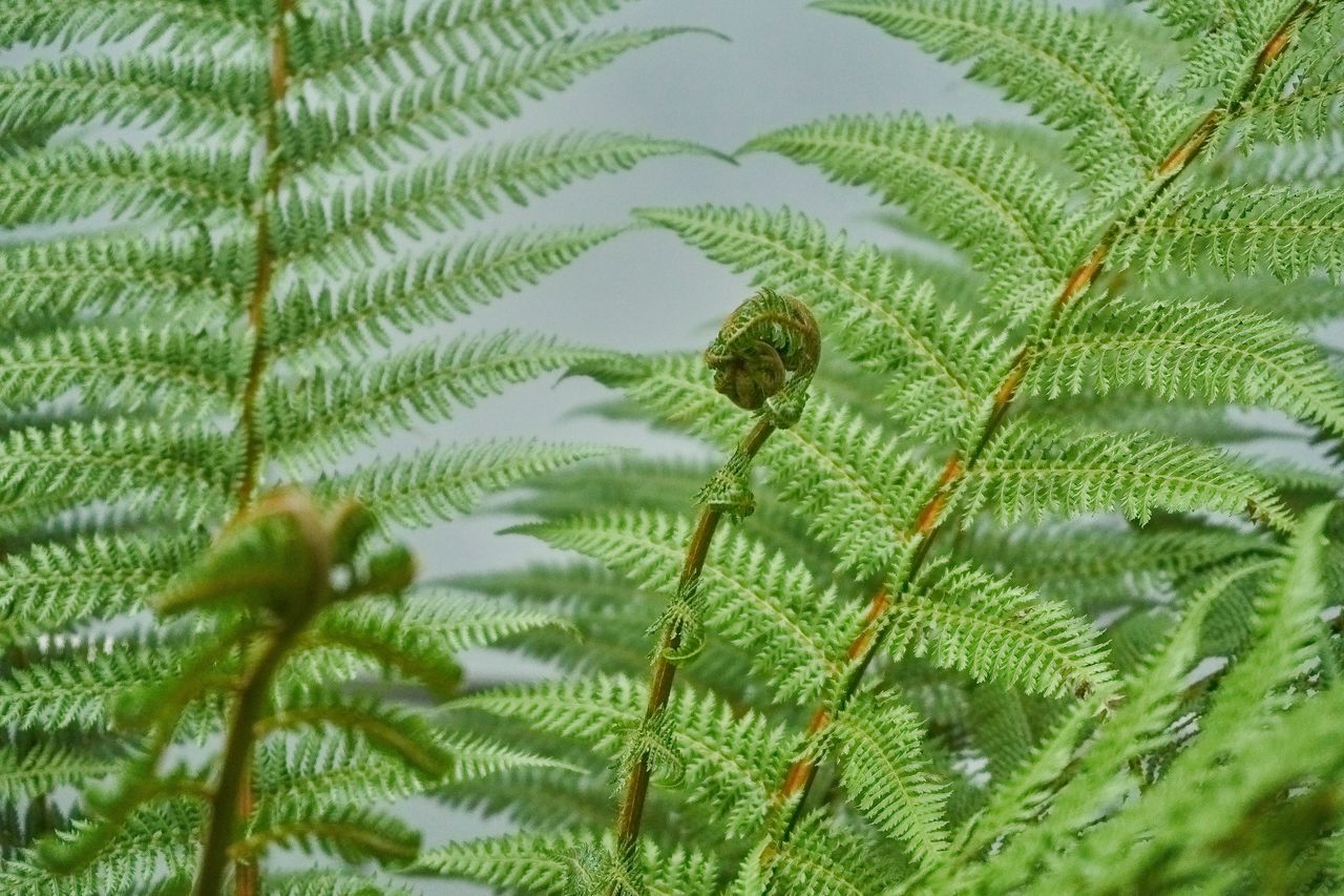 CLOSE-UP OF GREEN FERN