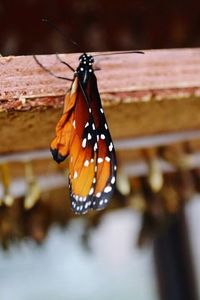 Close-up of butterfly on leaf