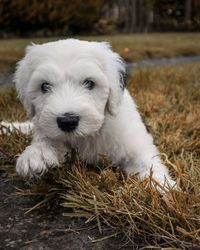 Close-up portrait of a dog