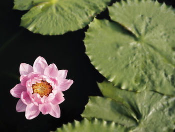 Close-up of pink lotus water lily