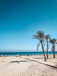 Palm trees on beach against clear blue sky